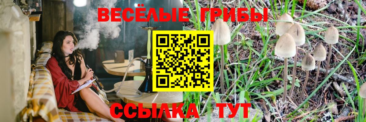 Псилоцибиновые грибы Psilocybine cubensis Артёмовский